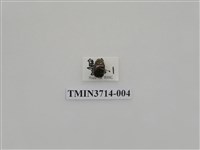 藏品(金龜子科)的圖片